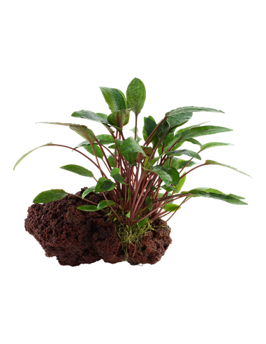 Cryptocoryne beckettii 'Petchii'