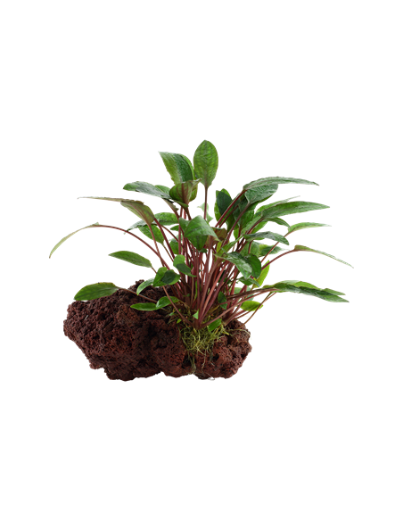 Cryptocoryne beckettii 'Petchii'