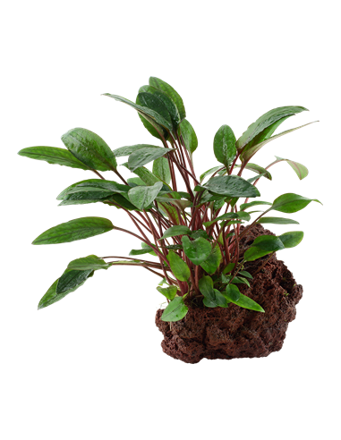 Cryptocoryne beckettii 'Petchii'