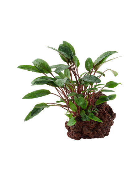 Cryptocoryne beckettii 'Petchii'