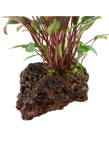 Cryptocoryne beckettii 'Petchii'