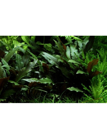 Cryptocoryne beckettii 'Petchii'