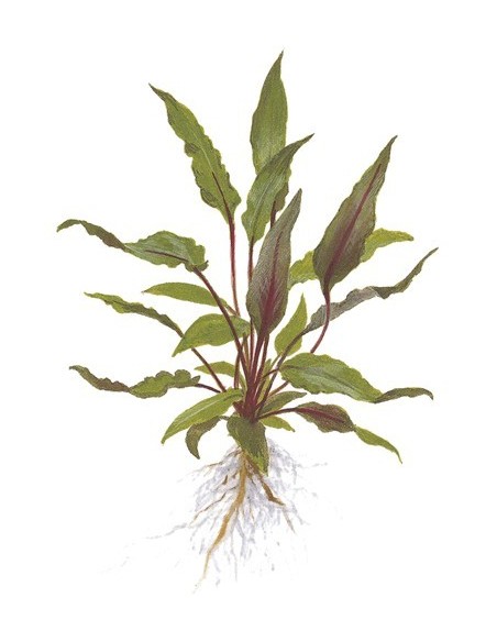 Cryptocoryne beckettii 'Petchii'