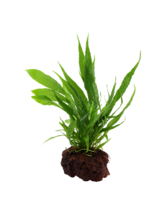 Microsorum pteropus 2