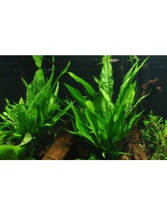 Microsorum pteropus 2