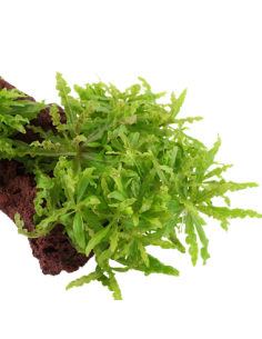 Pogostemon helferi 2