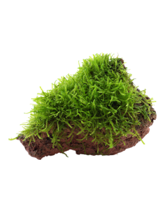 Taxiphyllum barbieri