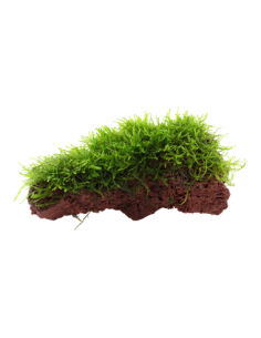 Taxiphyllum barbieri 2