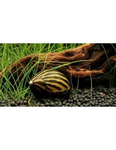 Caracol Zebra ( neritina sp.)