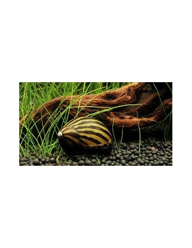 Caracol Zebra ( neritina sp.)