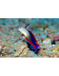 Nemateleotris decora