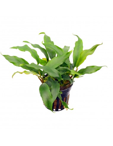 Anubias barteri var. glabra - Vaso