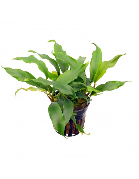 Anubias barteri var. glabra - Vaso