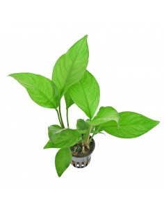 Anubias heterophylla Grande - Vaso