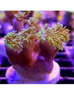 Galaxea Yellow green