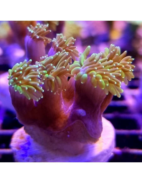 Galaxea Yellow green