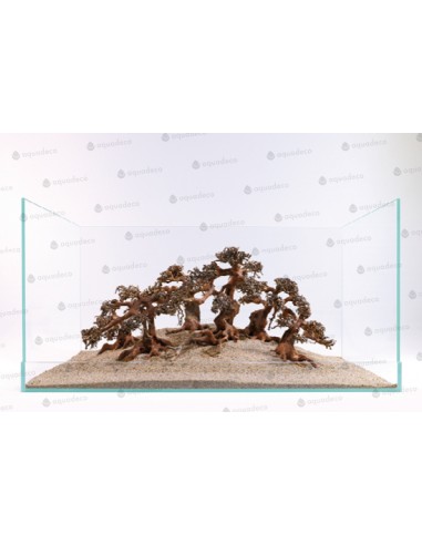 Bonsai de Garra