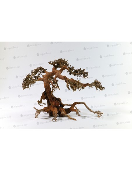Bonsai de Garra