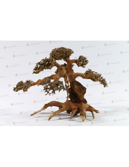 Bonsai de Garra