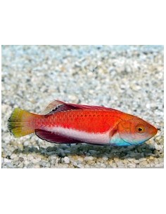 Cirrhilabrus cyanogularis