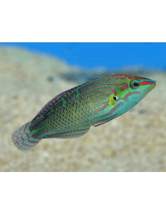 Halichoeres melanurus