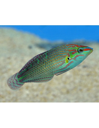 Halichoeres melanurus