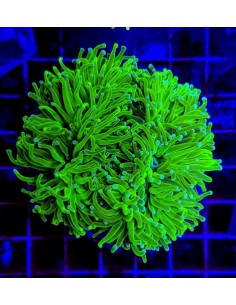 Euphyllia glabrescens (Green Ultra)