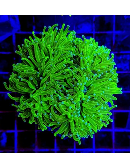 Euphyllia glabrescens (Green Ultra)