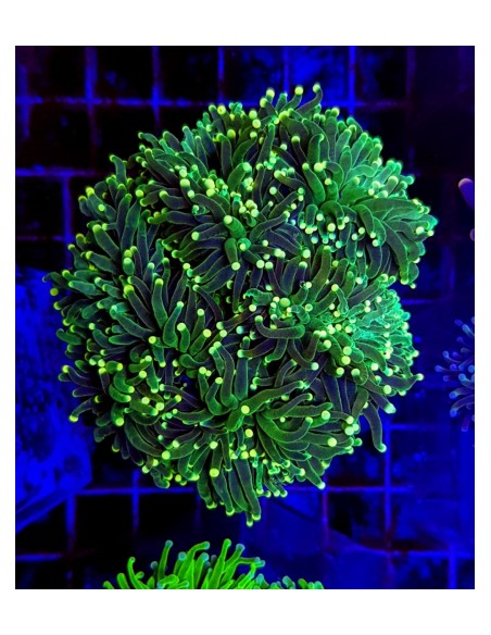 Euphyllia glabrescens (Green Ultra)