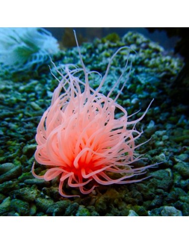 Cerianthus membranceus