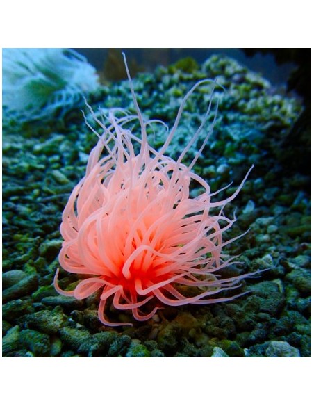 Cerianthus membranceus