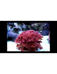 Gonipora Vermelha