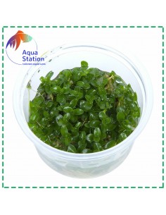 Bacopa caroliniana 2