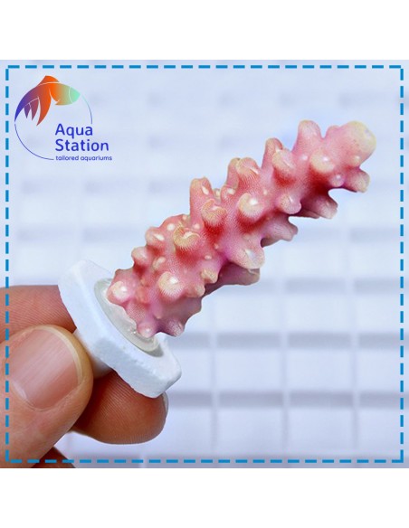 Plugs para Corais 12 unid.