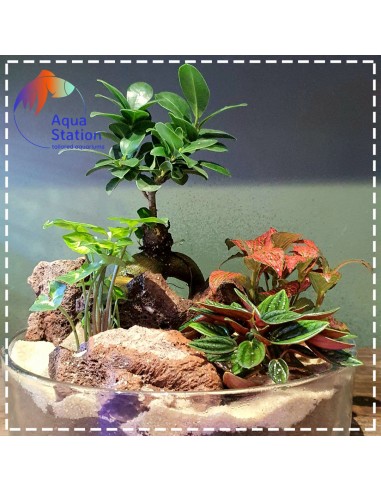 Wabikusa-station Pepperomia