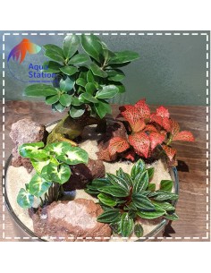 Wabikusa-station Pepperomia 2