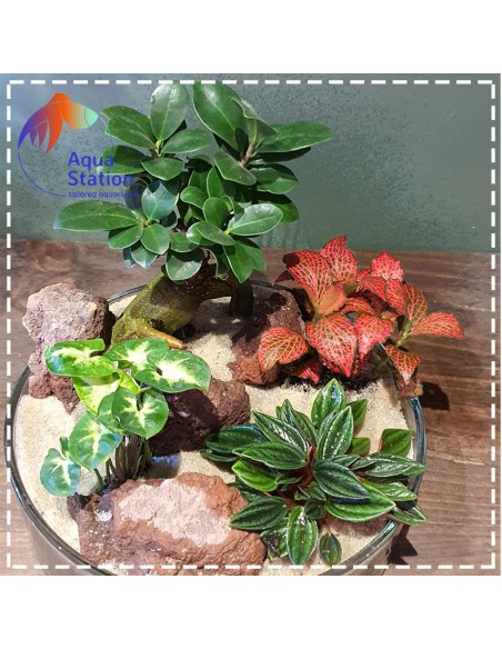 Wabikusa-station Pepperomia