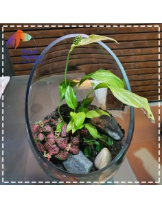 Wabikusa-station Fittonia 2