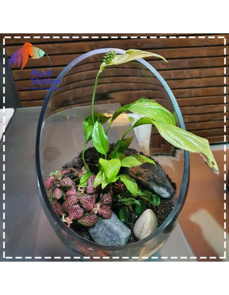 Wabikusa-station Fittonia