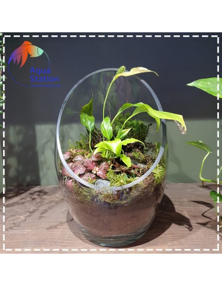 Wabikusa-station Fittonia