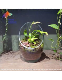 Wabikusa-station Fittonia