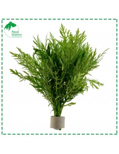 Hygrophila difformis