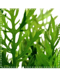 Hygrophila difformis 2