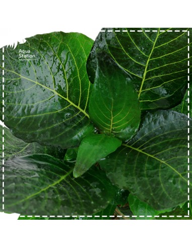 Planta Hygrophila corymbosa 'Compact'