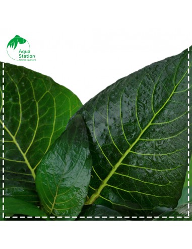 Planta Hygrophila corymbosa 'Compact'