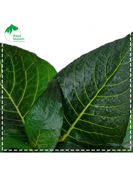 Planta Hygrophila corymbosa 'Compact'