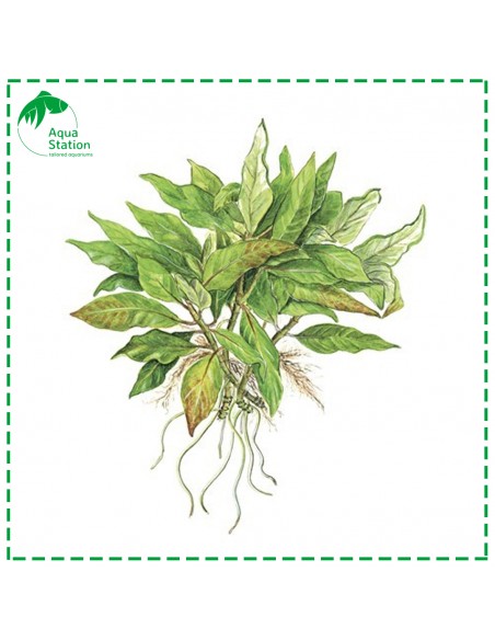 Planta Hygrophila corymbosa 'Compact'