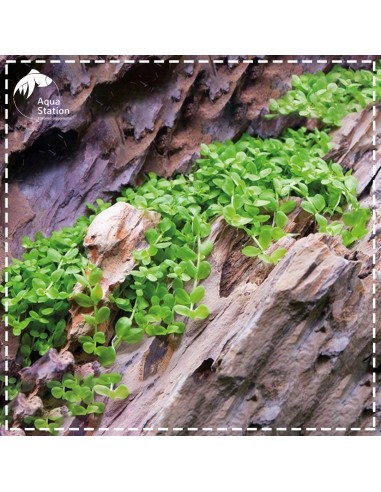 Micranthemum tweediei 'Monte Carlo'