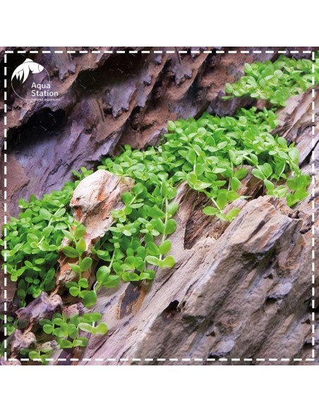 Micranthemum tweediei 'Monte Carlo'