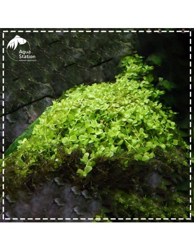 Micranthemum tweediei 'Monte Carlo'